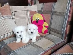 Bichon Maltez baieti