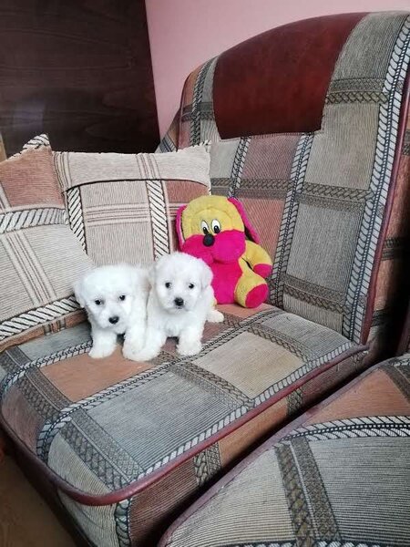 Bichon maltez baieti