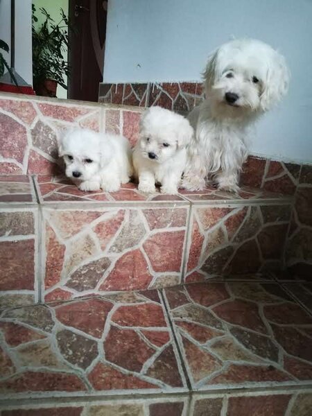 Bichon maltez baieti